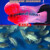 麦基乐 罗汉鱼活体起头鸿运金花火凤小型热带观赏鱼好养 鸿运罗汉鱼2cm左右(8+3防损)
