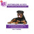海外直订Rottweilers as Pets: Rottweilers General Info, Purchasing, Care, Cost, 罗特韦尔宠物：罗特韦尔一般信息，采购，护理，成本，