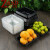 重安盛鼎 水果包装盒一次性 无盖 生鲜果蔬打包 透明八角果切盘 1813H6透明100个*1斤