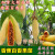 绍涵香蕉百香果苗 种加拿大甜蜜蜜黄金百香果树苗盆栽当年结果 15-20厘米高1颗 15cm(含)-30cm(不含)