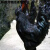 一斤半大鸡纯种五黑鸡活苗五黑一绿壳蛋鸡脱温苗小鸡仔乌骨鸡 半大10只(2公8母)