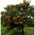 中梦橘子石榴无花果葡萄树蓝莓果树苗南方北方种植品种随机 石榴苗地径2cm品种随机-不含盆