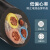 京昂 国标3芯4芯5芯YCW橡胶电缆吊机专用护套线户外防水防冻电源线 无氧铜3*10+2*6平方1米价