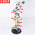 京洲实邦 实验室DNA双螺旋结构模型【大号演示版】ZJ-1256