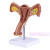 子宫模型 卵巢 阴道 女性内外生殖器官模型 生殖科妇科演示 卵巢子宫和病理子宫 2合1