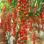 瀑布小番茄种子千禧樱桃西红柿圣女果种籽苗四季播黄蔬菜种孑水果 瀑布樱桃番茄2包装约100粒