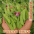 软荚荷兰豆籽耐寒搭架四季大荚菜豆豌豆豆角籽农家蔬菜籽 原包装：一包（约100粒）