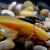 麦叮卡六角恐龙鱼宠物鱼活物淡水冷水观赏鱼 黑龙1条（13-15cm）