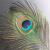 天然真孔雀羽毛家居摆件大眼睛孔雀毛客厅花瓶装饰品招财纳福 长40-50厘米大眼睛宽4-6cm12根