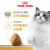 皇家猫粮 营养均衡F32缅因布偶猫通用型成猫粮 RA32布偶成猫粮10kg