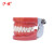 沪模 HM/A1 标准牙模型 28颗牙 硬牙龈 不带螺丝 FE颌架