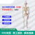 谋福 85CM软挂骨骼半身写色标数字（喷塑） 人体骨骼模型 （85cm标数字喷塑人体模型）