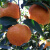 云南特产椪柑丑橘丑柑桔子当季新鲜水果芦柑丑八怪碰柑带箱10斤