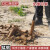 精品洛阳铲头取土器挖土坑打洞打井对锹考古勘探杆洞 1把铲头3米（每节05米）