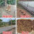 塑料网格防护养殖菜园栅栏户外拦鸡网子圈玉米漏粪脚垫养鸡围栏网 15米高45厚3厘米孔50米长