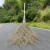 龙代（longdai）竹扫把环卫清洁大扫把扫帚 特大款竹把【4斤马路】2.1米长 10把装