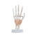 沪模 HM/XC114 人体手关节模型（自然大）手骨尺骨桡骨模型 人体骨骼手足外科骨科教学用具