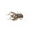 蟋蟀活体爬宠食物白蟋蟀蛐蛐蜥蜴守宫鬃狮蜘蛛蝎子粮食活食樱定制 白蟋蟀0.3-0.8厘米800只