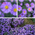 阳台庭院 花卉种子花草种子 种子蓝紫色 纽约紫菀花多年生 荷兰菊半斤