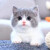 double yellow英短蓝猫幼猫猫咪活体蓝白金银渐层小猫幼崽英国短毛宠物活物 血统级 蓝白 公