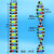 大号双螺旋结构模型拼接遗传基因和变异初高中化学生物实验器材教具教学演示版物理分子结 DNA双螺旋结构模型(大号演示版)