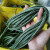 米高 绿色尼龙绳子捆绑耐磨绳子