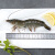 万景 国产活冻黑虎虾 净重1200g/盒 37-48只   家庭聚餐 海鲜生鲜
