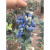 蓝莓树果苗大果蓝莓树盆栽耐寒蓝莓树苗南方北方庭院栽种当年结果 夏普蓝5年苗当年结果