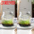 睿格达微景观生态瓶家居微景观海藻水培盆栽桌面玻璃生态瓶透明创意玻璃 mini瓶(2个)+水草籽+石子