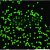 单分散 聚苯乙烯荧光微球 红色 绿色荧光微球 生物试剂 科研 红色荧光微球 50m 1 mL(10 m
