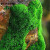 懿儱佩苔藓孢子粉鲜活青苔绿植地毯永生苔藓籽吸水石微景观假山上 恋石藓孢子粉21g