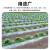 星爸地膜农用白膜保温保湿蔬菜大棚种植防草地膜耐拉扯塑料薄膜0.8m宽500m长4.8斤
