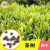 芷蕾茶叶种子 茶树种子大红袍 绿茶铁观音茶树种苗黑茶树种籽四季播种 白茶种子30粒