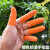 防滑手指套劳保工业乳胶手套耐磨橙色白色麻点一次性乳胶橡胶防护 橙色麻点指套XL码(100个/包)