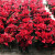亦运林篆欲静一品红盆栽 国庆红圣诞花万年红向阳红植物花卉室内 红色简易盆一盆