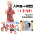 山顶松 人体躯干解剖模型 器官可拆卸 医学教学心脏 内脏模型玩具 85CM男性躯干（可拆19件） 