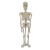 七格匠45CM骨骼模型 医学教学模型器材 人体