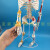 85cm人体骨骼模型骨架人体模型 成人小骷髅教学模型 脊椎全身模型 B款:85CM人体骨骼（无神经）