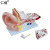 仁模RM/303A大耳解剖模型耳朵解剖内耳迷路模型耳朵模型教学模型耳廓