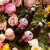 福佳（Hoegaarden）福佳小麦啤酒玫瑰/珊瑚柚/琥珀橘/阳光芒/蜜桃组合瓶装整箱 福佳组合 248mL 12瓶 （缺换同款）