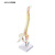 山顶松 彩色人体脊柱 挂式脊椎模型 带股骨骨骼骨架教学教具 45cm肌肉起止点（立式硬） 