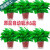 美外绿萝盆栽室内植物绿植水培长藤垂吊大叶绿箩阳台家用 180#红色盆吸水4盆+营养液4
