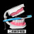 口腔备牙模型 牙科可拆卸牙齿排龈练习模具假牙模 口腔齿科材料 单独28个牙齿粒