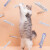 尾巴生活（FURRYTAIL）猫一条猫条 12g*6三文鱼 猫咪肉泥条成猫幼猫湿粮营养宠物零食膏