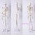 45 85 170cm人体骨骼模型骨架人体模型小白骷髅教学脊椎身 170厘米【脊椎神经+间椎盘】