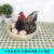 纳娇适用于物动物标本孵蛋鸡模型下蛋母鸡摆件鸡蛋工艺品装饰道具 套餐二(看详情)