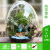 拾爱微景观微观苔藓绿植物玻璃微景观组合盆栽生态瓶材料包盆景套 热带雨林(15*17cm)