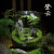 喵小杏趣味苔藓微景观创意桌面生态瓶盆栽盆景摆件造景办公室植物绿植物 芳华