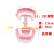 牙科标准牙模型牙齿模型牙模教学假牙幼儿园刷牙练习口腔儿童模型 【美牙工具3件套】