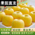 耀好山东黄金维纳斯苹果新鲜水果脆甜多汁黄胖子奶油苹果送礼水果礼盒 5斤大果（净重4.5斤+，80-85mm）